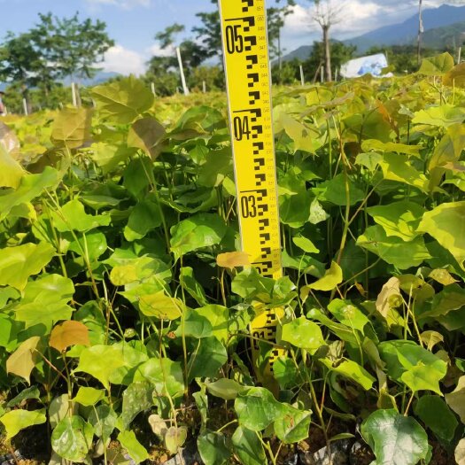 惠东县米老牌种苗米佬排壳菜果种苗