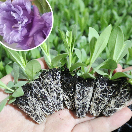 云南昆明基地洋桔梗苗小苗重瓣花苗批发庭院盆栽花卉四季常开龙胆