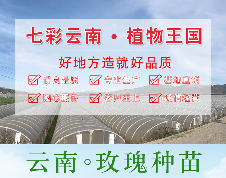 昆明玫瑰月季花苗特大花果汁阳台朱丽叶月季爬藤四季开花地栽盆栽