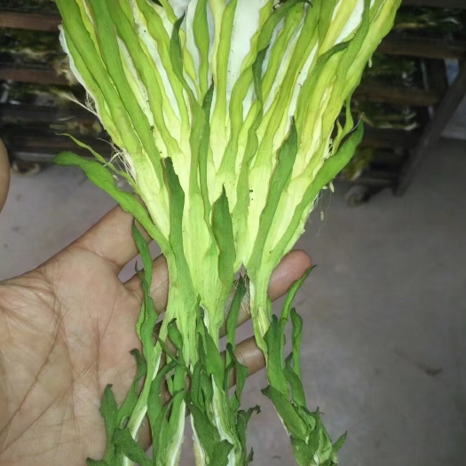 台山市霸王花
