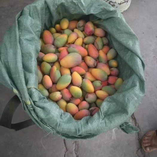 元江县自家种的金凤凰芒果，现摘现发，