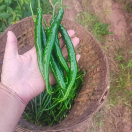 徐闻县二荆条螺丝椒青线椒三号线椒八号牛角椒各种品种线价格随行就市