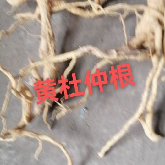 宁远县黄杜仲根