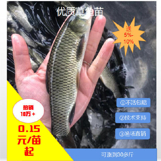 [批发】草鱼苗。量大从优、基地直供、免费送货上门。