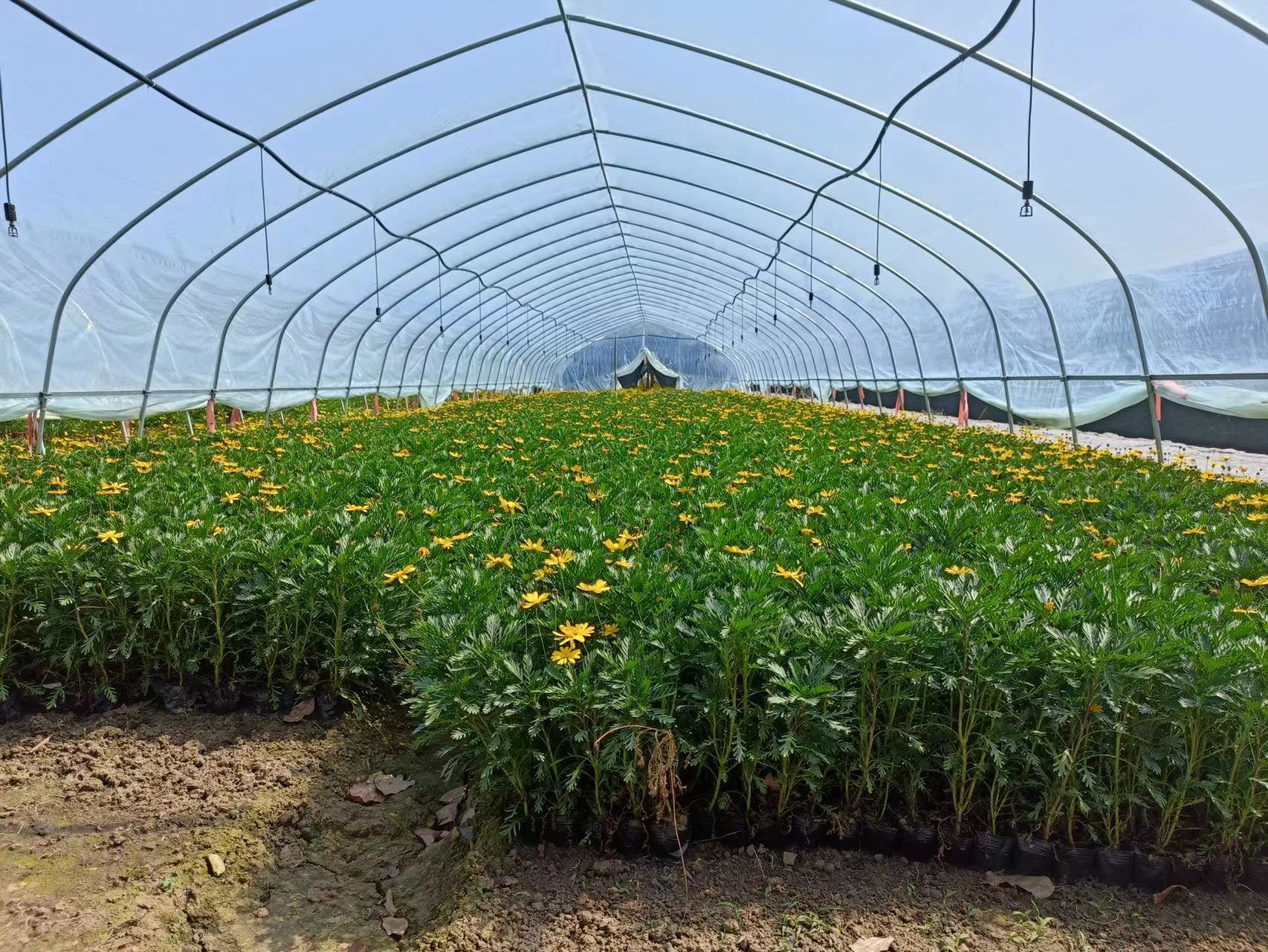 露天黄金菊