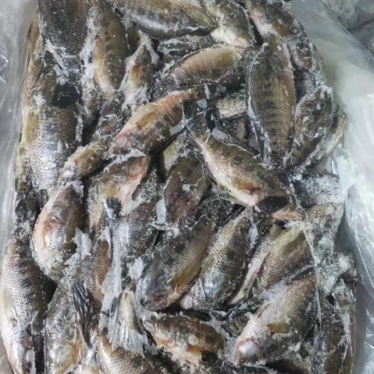 思茅饲料鱼（小石斑鱼）