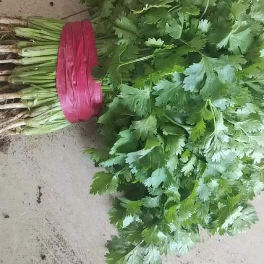 精品大叶香菜产地直发质量杠杠好价格美丽