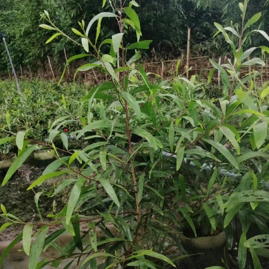 相思  ，小叶相思