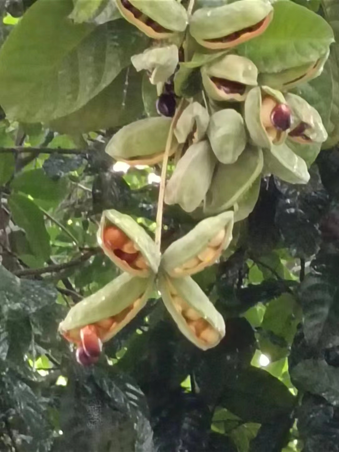 凤眼果 九层皮 萍婆果 板栗果 香甜软糯可炖猪脚排骨可清水煮