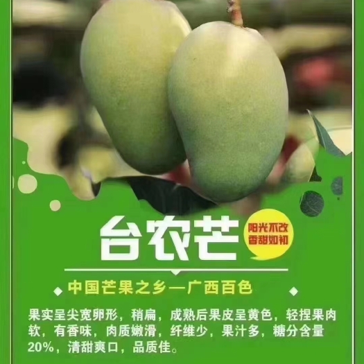 百色芒果之乡台农芒