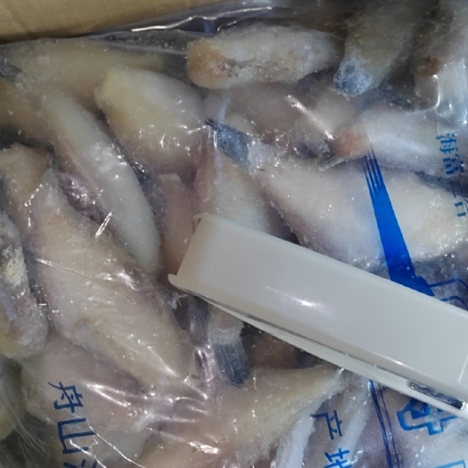 重庆市舟山耗儿鱼