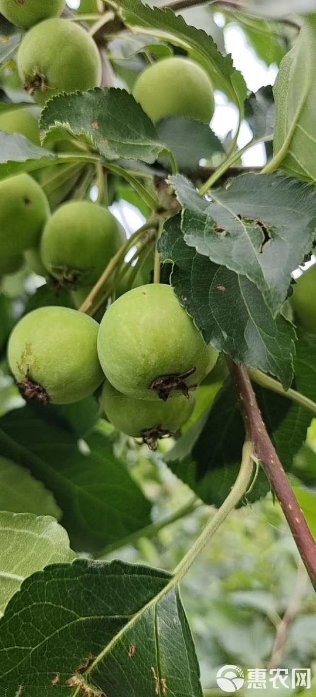 沙果青沙果（加工）（罐头）