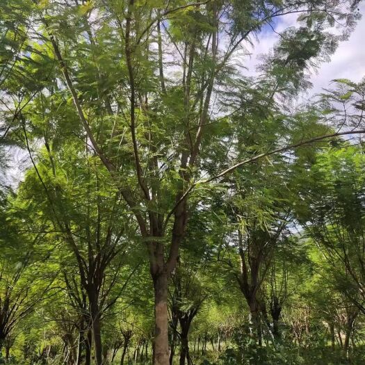 普通蓝花楹 蓝花楹漳州蓝花楹种植基地苗农直销批发