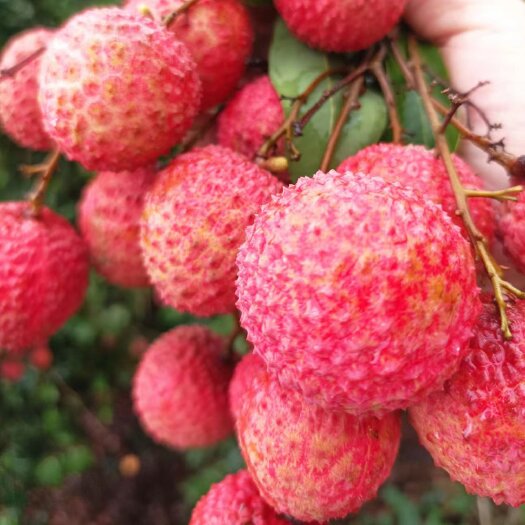 饶平县饶平桂味荔枝 桂味新鲜上市 贵味荔枝 清甜细核 果树现摘