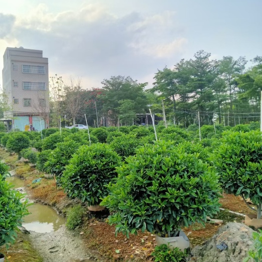 非洲茉莉球