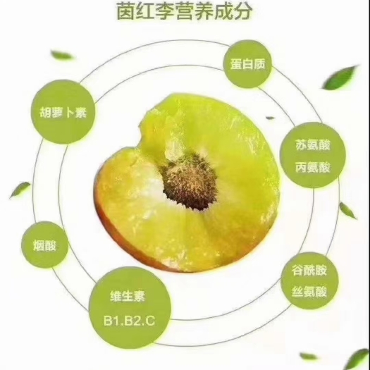 屏山县半边红李子大量上市中，欢迎各位老板来发财