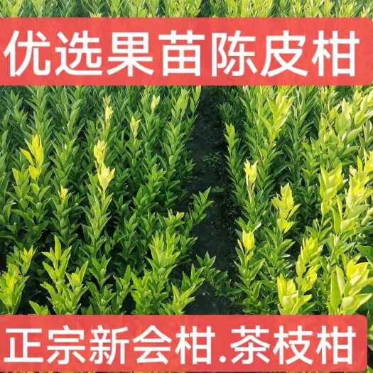 荔浦市新会柑苗，茶枝柑苗，陈皮柑苗，红柠檬头嫁接，香橙兜嫁接陈皮柑