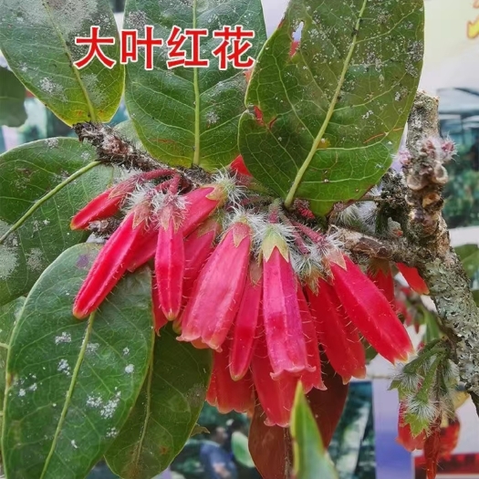 芒市树萝卜