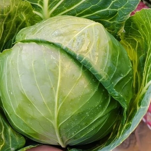 临洮县精品甘蓝