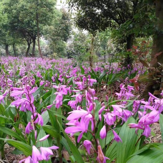 杭州白芨