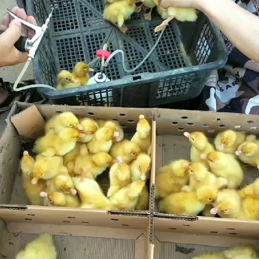广汉市樱桃谷肉鸭，出壳苗脱温苗