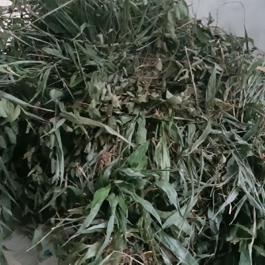 全州县淡竹叶