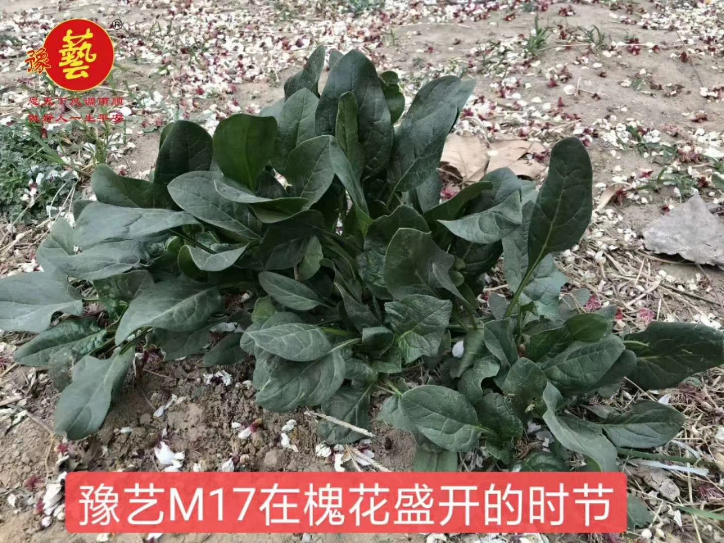 豫艺M17菠菜种子半圆叶直立性强叶肉厚抗病性强45天可收