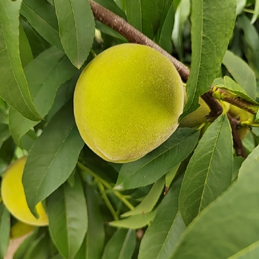 曹县黄桃