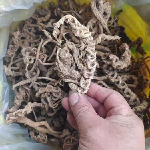 小金县竹节参