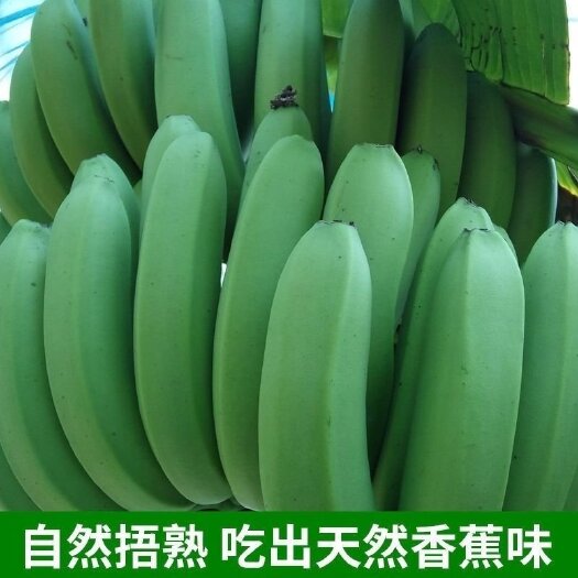 龙州县龙州县香蕉上市