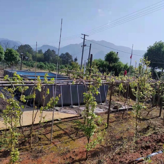 永安市自有农场低价出售