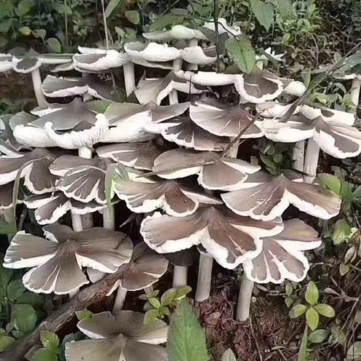 芒市鸡枞