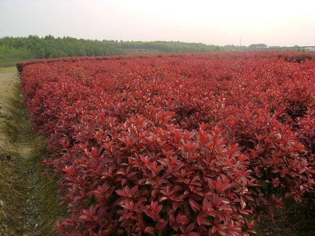 红叶石楠球价格表，苗圃红叶石楠价格