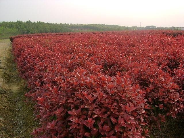 南京红叶石楠球价格表，苗圃红叶石楠价格