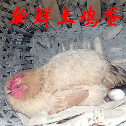 酉阳高土鸡蛋 山林散养土鸡蛋初生蛋，绿壳蛋