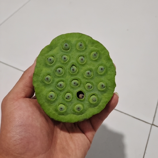 济南莲蓬