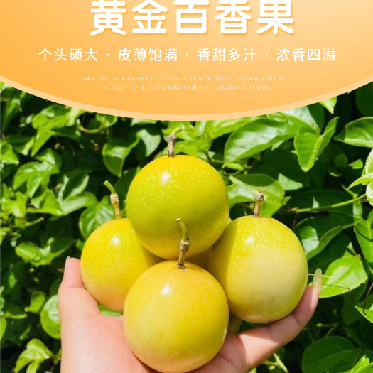 灵川县【纯甜钦蜜9号】广西黄金百香果纯甜新鲜超大果现摘现发包邮宝宝