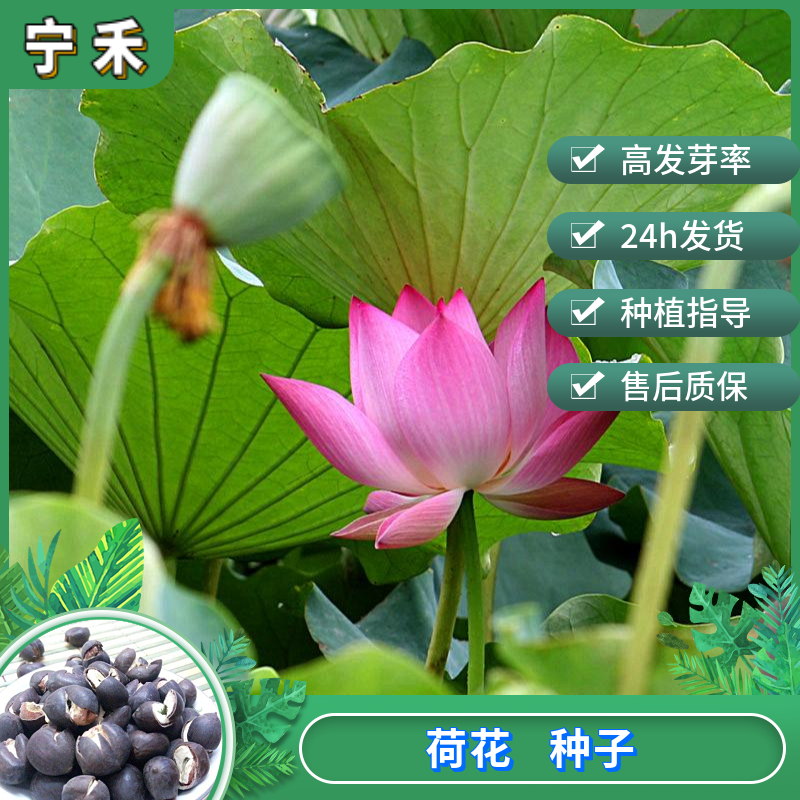 南京荷花种子 开口碗莲种子 水培植物绿植盆栽种子有水就活