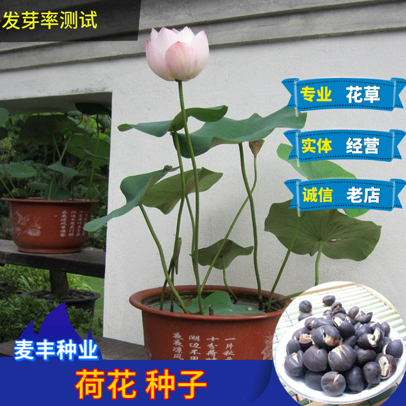 南京荷花种子 开口种子有水即活 四季迷你水培植物绿植盆栽种子