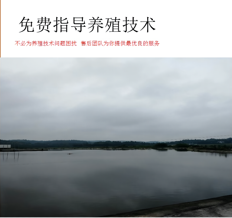 [批发】鲤鱼苗。量大从优、基地直供、免费送货上门。