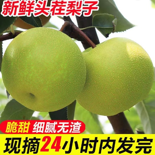 潜江市2022新品现摘现发翠冠梨5/斤装【顺丰速运礼品盒】