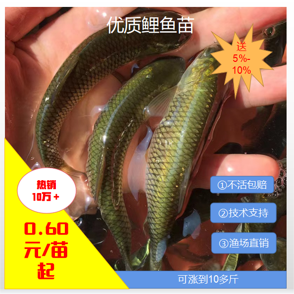 [批發(fā)}青魚苗。量大從優(yōu)、基地直供、免費(fèi)送貨上門。