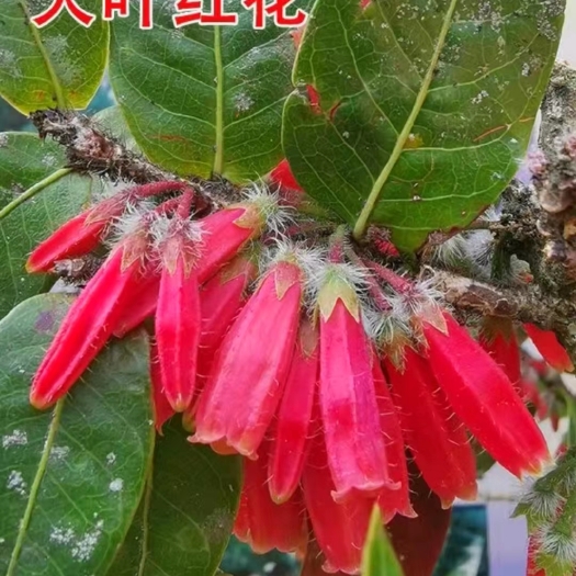 芒市树萝卜 大叶 开红花 造型景观树