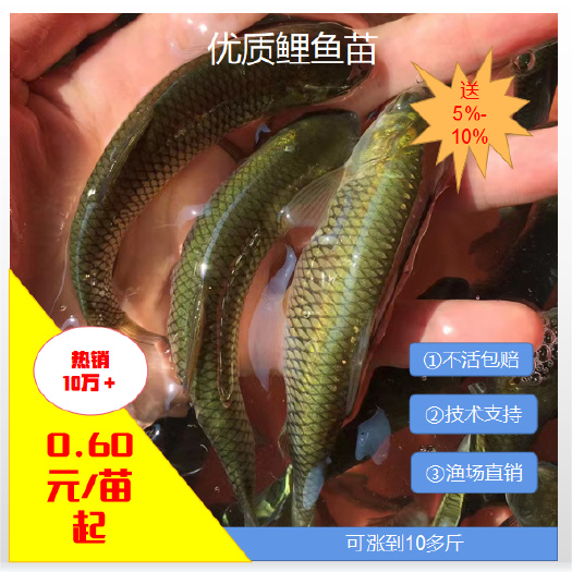 [批发}青鱼苗。量大从优、基地直供、免费送货上门。