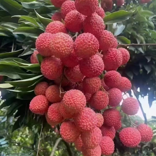 广州桂味荔枝