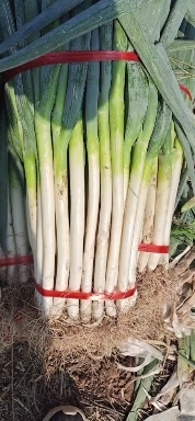 洪洞县精品钢葱上市！