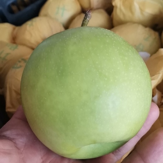砀山县翠玉梨已经开始上市了，口感酥脆汁多味甜，欢迎新老朋友前来采购
