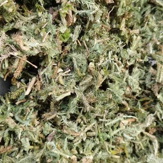 六盘水伸筋草