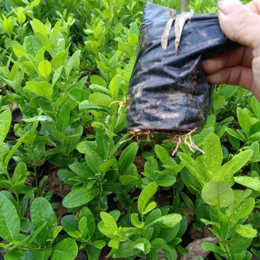 翁源县广东香水无籽柠檬苗，高压苗，杯苗，地苗
