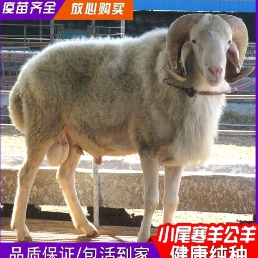 小尾寒羊，产羔多生长快，小公羊小母羊孕羊青年羊，厂家直销